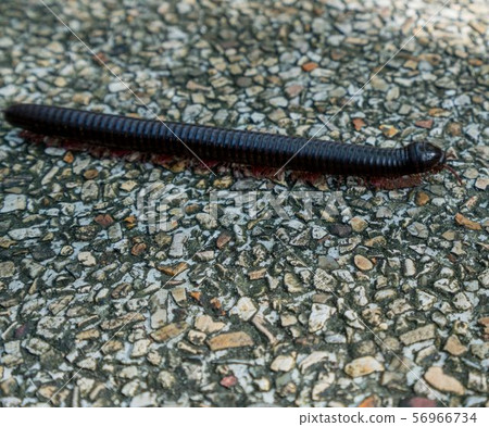 Image of centipede crawling on lane. Thailand 56966734
