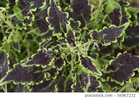 錦紫蘇混合黑色和綠色 56967232