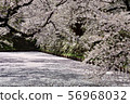 Hirosaki Park Sotobori and Sakura 56968032