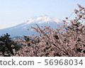 Iwaki mountain and the cherry tree of Hirosaki Park 56968034