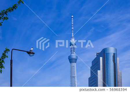 東京天空樹和鴿子在街上停下來 56968394