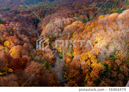 Jogakura Valley Autumn leaves Hakkoda Aomori Japan Jogakura Valley Autumn leaves Hakkoda Aomori Japan 56968479