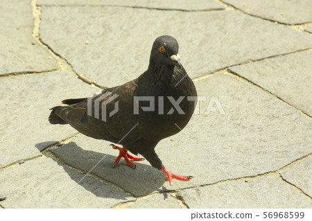 Pigeons 56968599