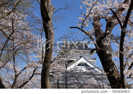 Kamiyama Castle of Sakura Kamiyama Castle of Sakura 56968963