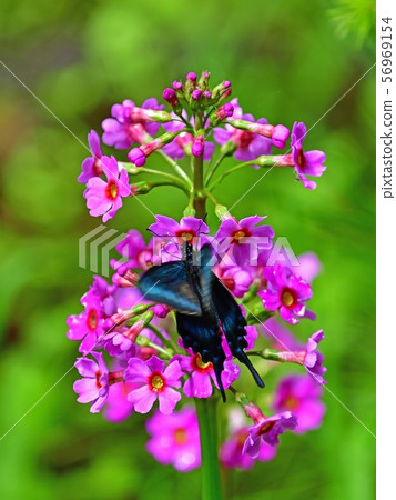 Klinso和Miyama Karas Ageha合作@Nono no Mori，北海道 56969154