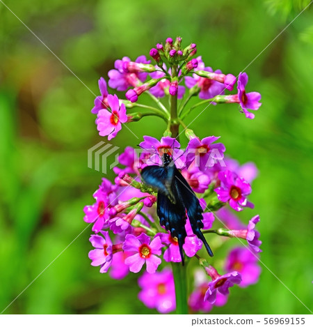 Klinso和Miyama Karas Ageha合作@Nono no Mori,北海道 Klinso和Miyama Karas Ageha合作@Nono no Mori,北海道 56969155