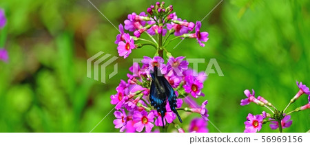 Klinso和Miyama Karas Ageha合作@Nono no Mori,北海道 Klinso和Miyama Karas Ageha合作@Nono no Mori,北海道 56969156