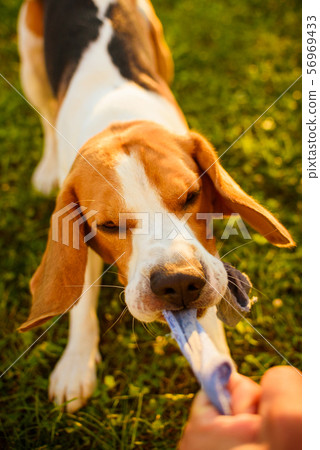 Dog beagle Pulls strap toy sock and Tug-of-War Dog beagle Pulls strap toy sock and Tug-of-War 56969433