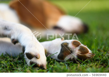 Macro shoot of beagle dog paw feet and nails 56969440