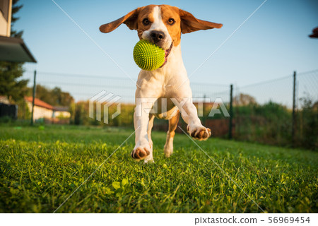 Dog beagle purebred running with a green ball on Dog beagle purebred running with a green ball on 56969454