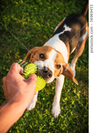 Tug of war with beagle dog on a grass in sunny Tug of war with beagle dog on a grass in sunny 56969455