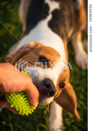 Tug of war with beagle dog on a grass in sunny Tug of war with beagle dog on a grass in sunny 56969456