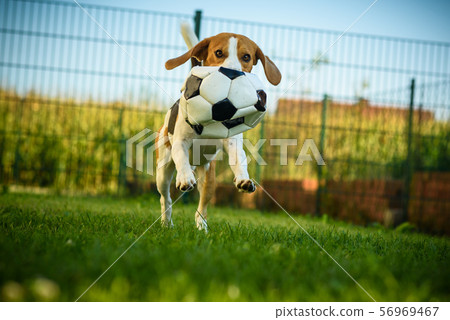 Dog beagle purebred running with a football ball 56969467