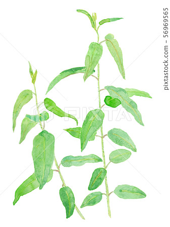 Corymbia citriodora檸檬桉樹 Corymbia citriodora檸檬桉樹 56969565