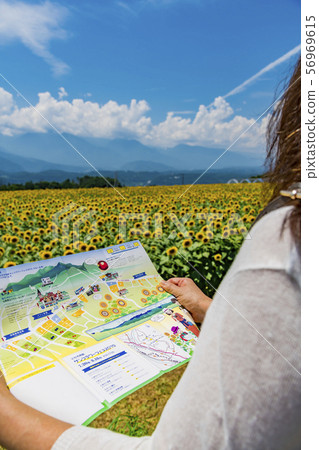 [Amino sunflower field] 56969615