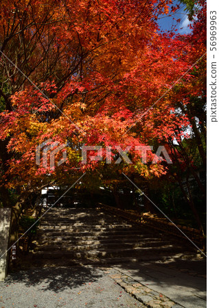Autumn leaves of Ryoanji 56969963