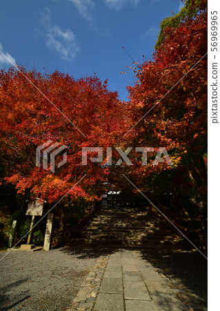 Autumn leaves of Ryoanji 56969965