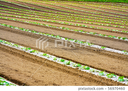 Pumpkin field 56970460