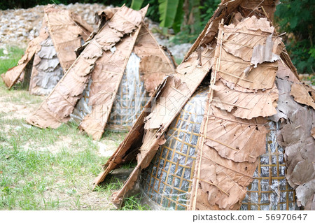 straw mushroom growing in farm 56970647