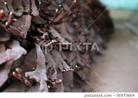 lingzhi mushroom cultivated in farm. lingzhi mushroom cultivated in farm. 56970664