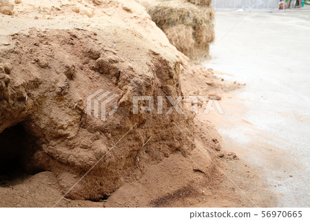 sawdust substrate for growing mushroom in farm 56970665