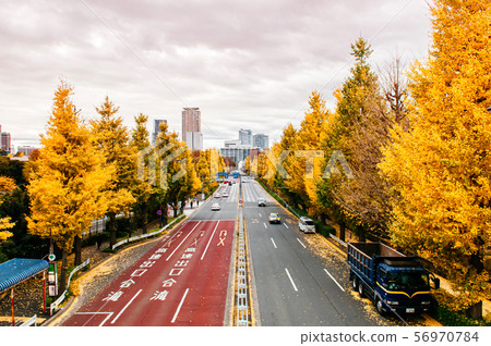 Tokyo yellow ginkgo tree along Gaien Higashi Dori Tokyo yellow ginkgo tree along Gaien Higashi Dori 56970784