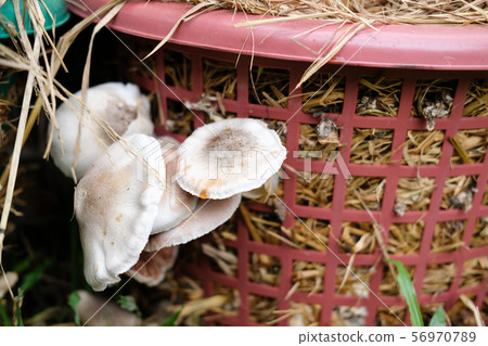 straw mushroom growing in farm 56970789