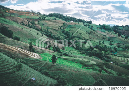 rice terrace paddy field on mountain 56970905