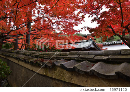 Autumn leaves of Kensenan Autumn leaves of Kensenan 56971120