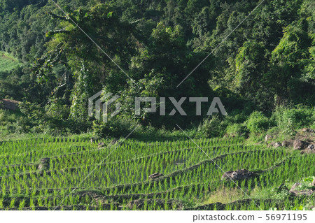 rice terrace paddy field on mountain 56971195