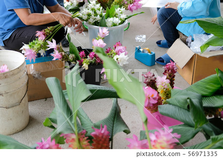 siam tulip flower for arrangement in shop. florist workplace siam tulip flower for arrangement in shop. florist workplace 56971335