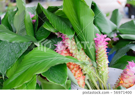 siam tulip flower for arrangement in shop. florist workplace siam tulip flower for arrangement in shop. florist workplace 56971400