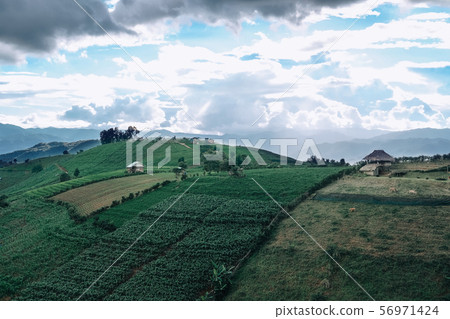 corn growing in field on mountain corn growing in field on mountain 56971424