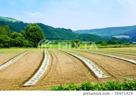 Pumpkin field 56971429