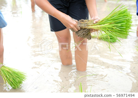 farmer growing rice in paddy field, people planting seedling 56971494