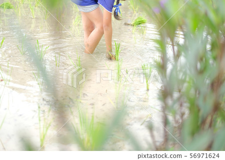 farmer growing rice in paddy field, people planting seedling 56971624