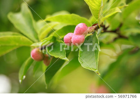 拳頭 拳頭 56971766