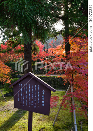 Autumn leaves of Kensenan 56972222