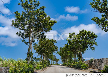 沖繩Miyakojima Fukugi綠樹成蔭的道路 56972252