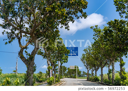 沖繩Miyakojima Fukugi綠樹成蔭的道路交叉口 56972253