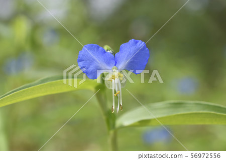 鴨蹠草 鴨蹠草 56972556