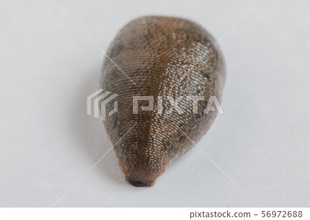 Hill, moth, hermaphrodite, invertebrate, parasite, medicinal, Hill, moth, hermaphrodite, invertebrate, parasite, medicinal, 56972688