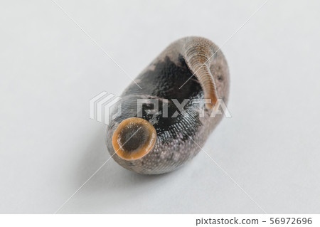 山,蛾,雌雄同體,無脊椎動物,寄生蟲,藥用, 山,蛾,雌雄同體,無脊椎動物,寄生蟲,藥用, 56972696