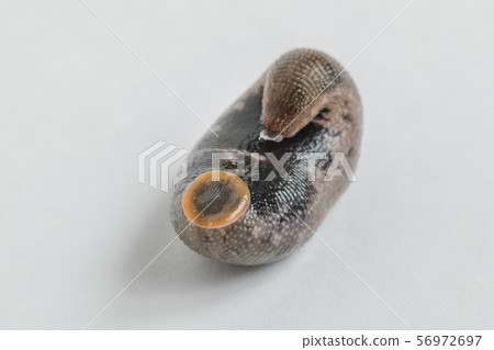 山,蛾,雌雄同體,無脊椎動物,寄生蟲,藥用, 山,蛾,雌雄同體,無脊椎動物,寄生蟲,藥用, 56972697