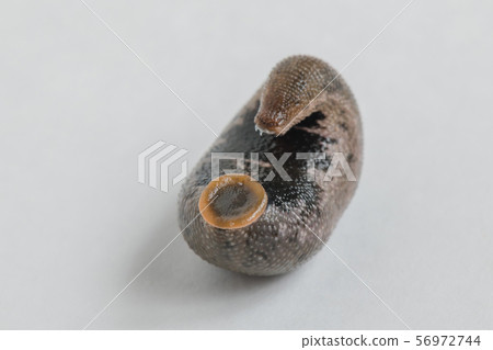 Hill, moth, hermaphrodite, invertebrate, parasite, medicinal, Hill, moth, hermaphrodite, invertebrate, parasite, medicinal, 56972744