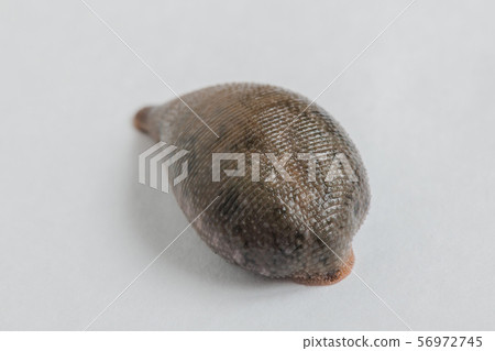 Hill, moth, hermaphrodite, invertebrate, parasite, medicinal, Hill, moth, hermaphrodite, invertebrate, parasite, medicinal, 56972745