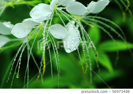 Water drops on Creme 56973486