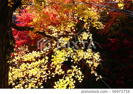 Impression of autumn 56973716