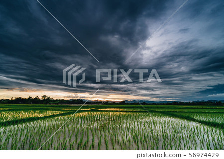 Natural scenic beautiful field sunset and storm Natural scenic beautiful field sunset and storm 56974429