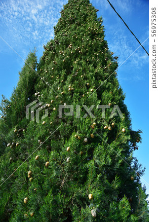 con壯的絲淚Kazuki Kashiwa一con。 56975308